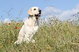 GOLDEN RETRIEVER 372